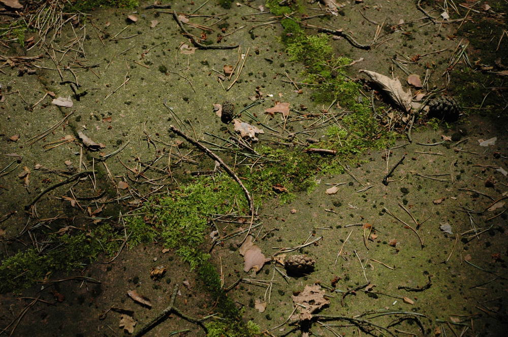 Moss