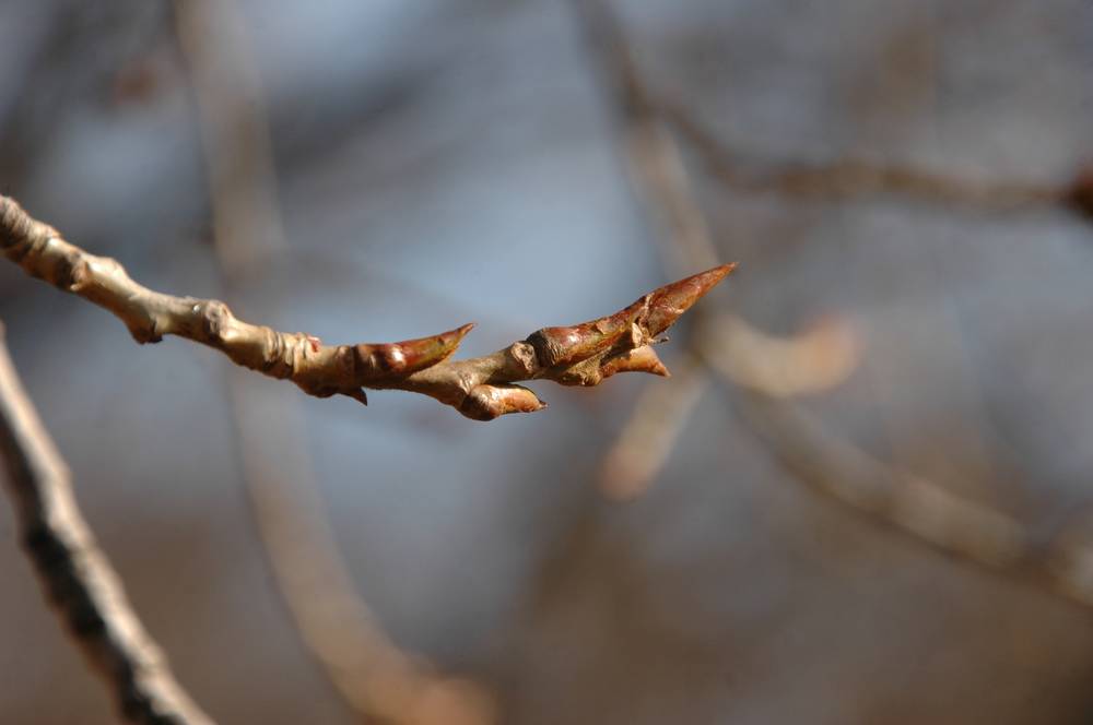 Fresh Buds